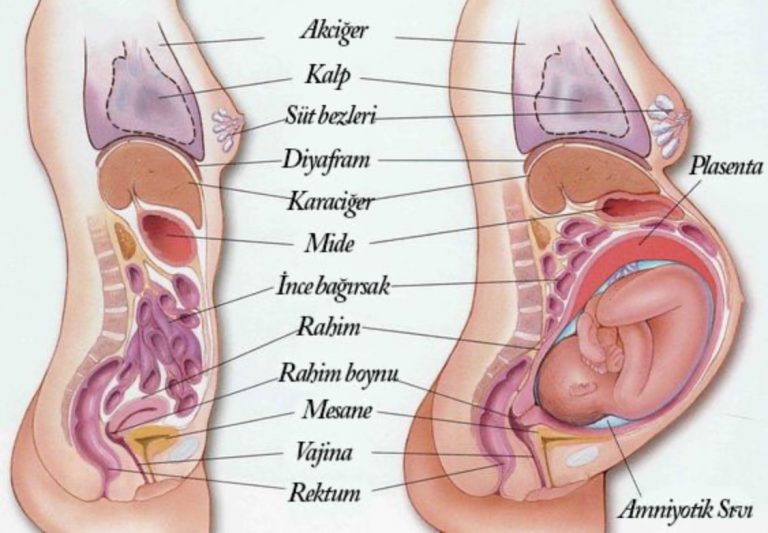 Hamilelik Döneminde Vücudunuzda Meydana Gelen Tüm Değişiklikler!